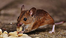 24 Hour & Emergency Exterminators in Lake In The Hills, IL
